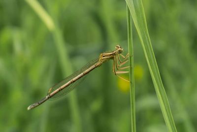 Close-up of grasshopper on leaf