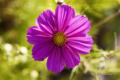 Beautiful pink flower with yellow in the center and green bokeh background