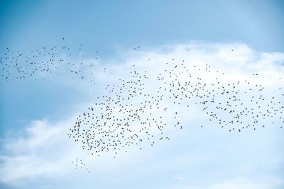 Low angle view of birds flying in sky