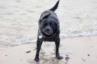 Portrait of a dog on beach