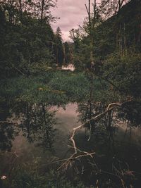 Reflection of trees on lake in forest against sky