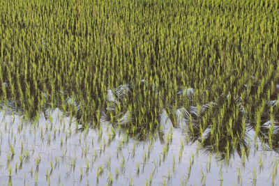 Crops growing on field