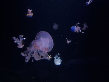 jellyfish