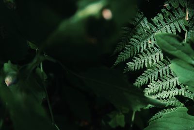 Close-up of fern leaves