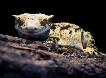 Close-up of lizard
