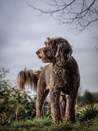 Dog looking away on field