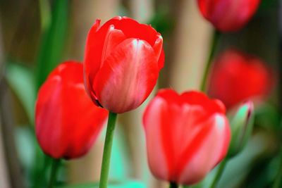 Close-up of red tulips