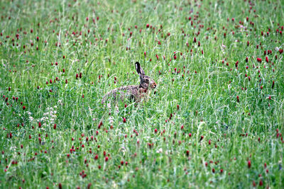 Close-up of rabbit on grass