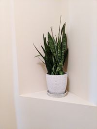 Close-up of potted plant on table against wall