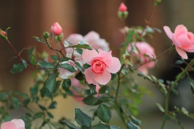 Close-up of pink flowers