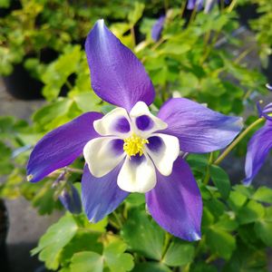 Close-up of purple flowers blooming outdoors