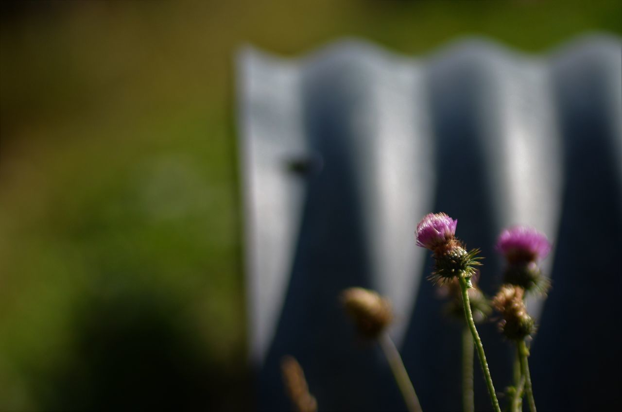 CLOSE-UP OF PURPLE FLOWERING PLANT