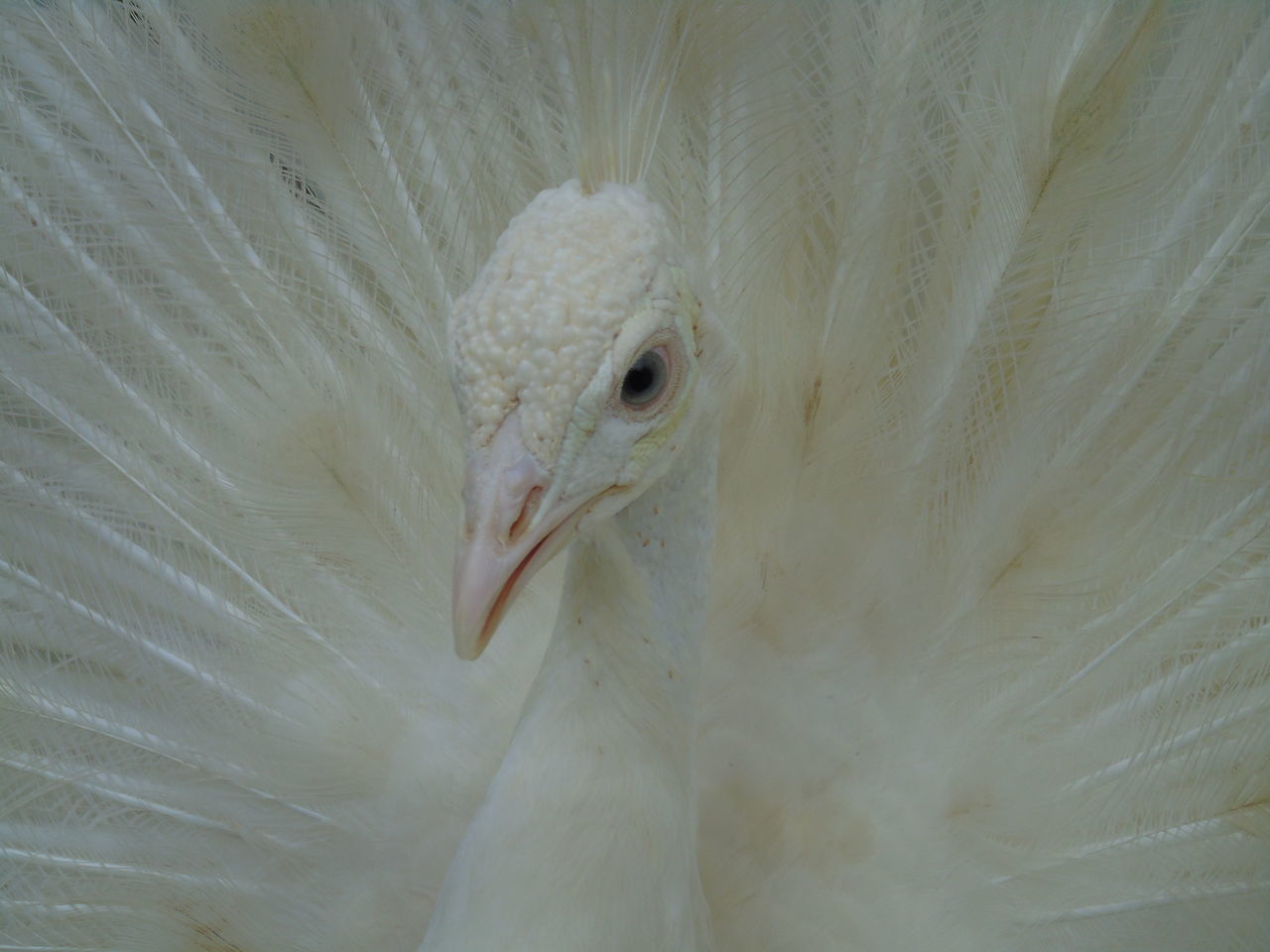 bird, one animal, animal themes, animals in the wild, feather, animal wildlife, white color, peacock, beak, close-up, peacock feather, no people, animal crest, animal head, day, nature, outdoors, cockatoo, beauty in nature