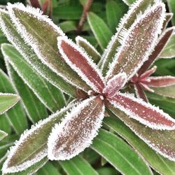 Close-up of leaves on plant