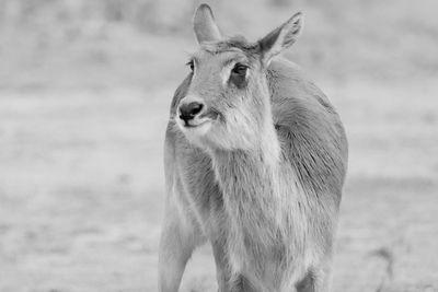 Kangaroo in bw