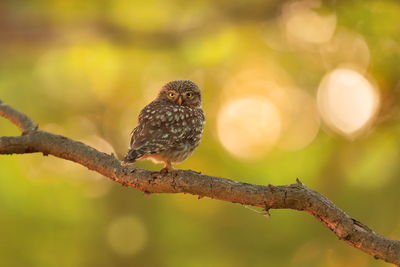 A little owl with golden hour bokeh