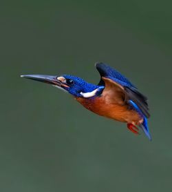 bird