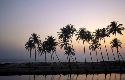 Palm tree on beach against clear sky