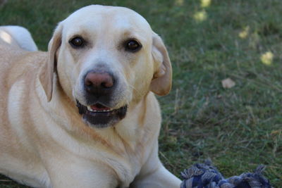 Close-up portrait of dog relaxing on field