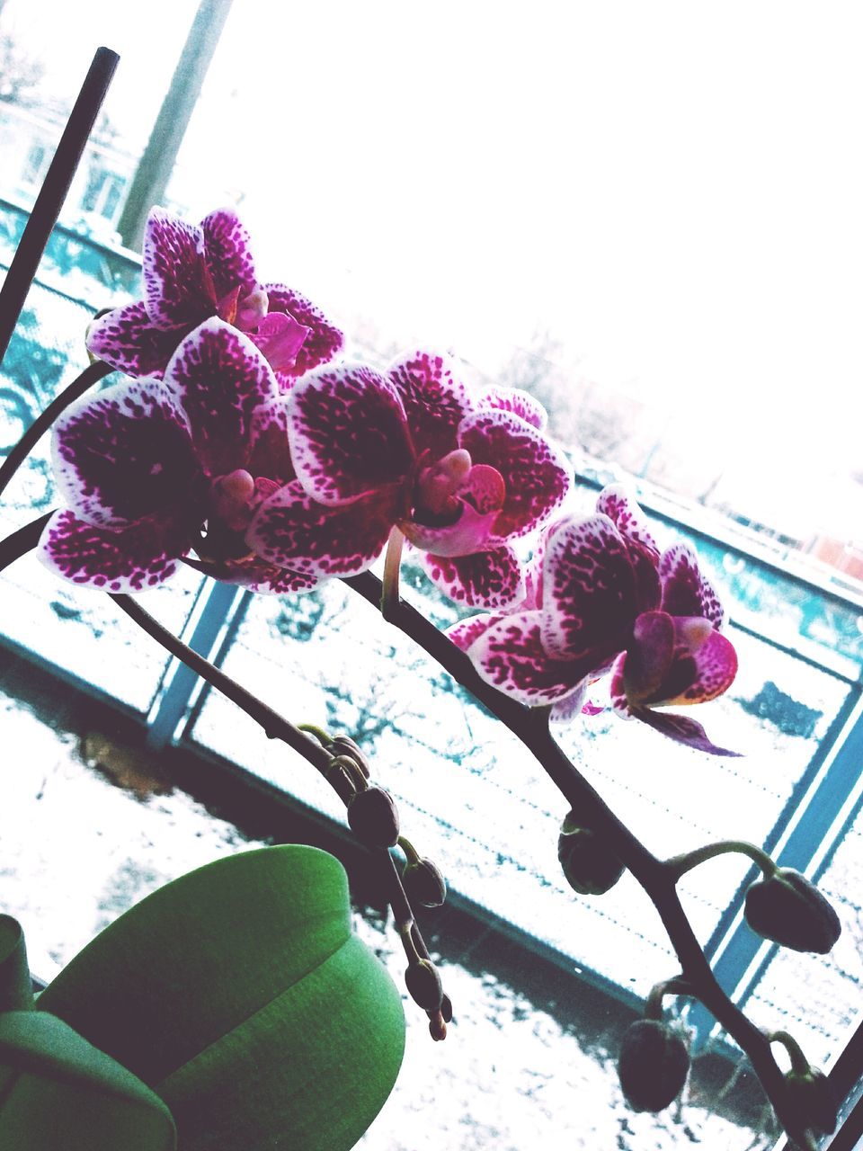 flower, fragility, plant, growth, nature, freshness, clear sky, wall - building feature, close-up, beauty in nature, stem, pink color, day, petal, leaf, no people, purple, low angle view, outdoors, cactus