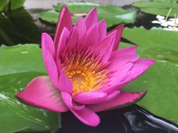 Close-up of lotus water lily in pond