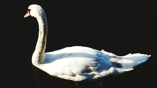 Close-up of white background