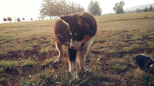 Dog on field