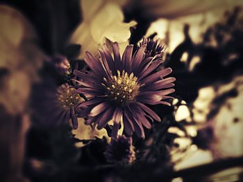 Close-up of pink flower