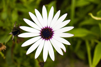 Close-up of purple flower