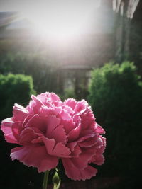 Close-up of pink flower blooming outdoors