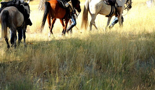 Horses in formation outdoors.
