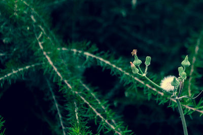 Insect perching on plant