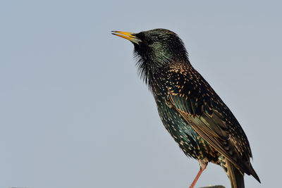 Portrait of a common starling perching on a gutter