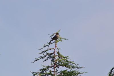 Low angle view of insect on tree against clear sky