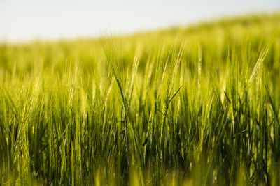 Close-up of wheat growing on field