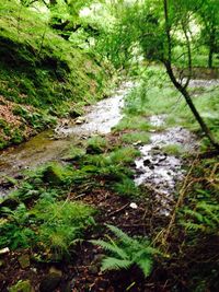 Stream in forest