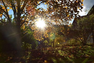 Sunlight streaming through trees in forest against bright sun