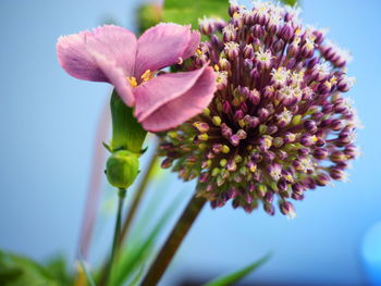 Close-up of pink flowering plant