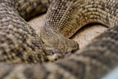 Close-up of lizard