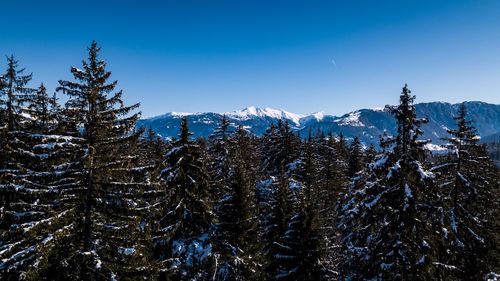 Pine trees on snowcapped mountains against blue sky