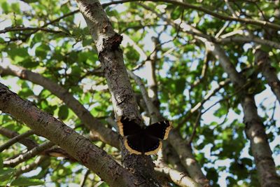 Low angle view of a tree