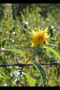 Close-up of yellow flowers blooming