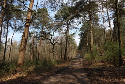 Dirt road amidst trees in forest