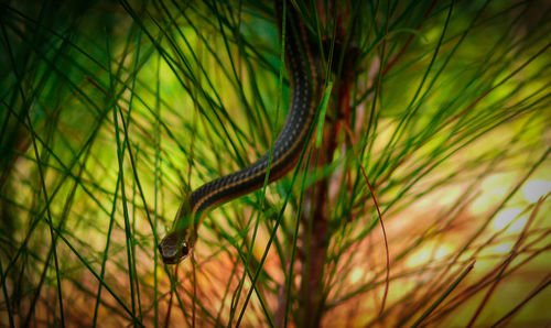 Close-up of lizard on tree