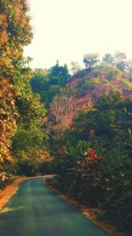 Scenic view of multi colored trees against sky