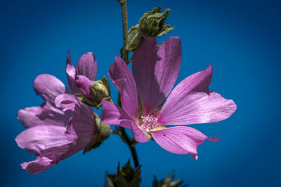 Close-up of pink flowering plant against blue sky