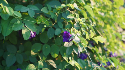 Close-up of purple flowering plant