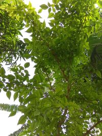 Low angle view of tree against plants