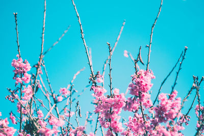 Low angle view of pink flowers