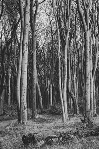 Trees in forest